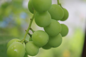 cultivation of grapes, grapes, harvest of grapes, ripening of grapes