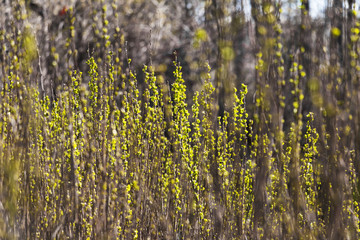 New spring twigs or branches of bushes with small green leaves in the forest, concept of spring beauty and nature renewal. Nature background. Selective focus.