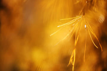 Aphid on larch needle