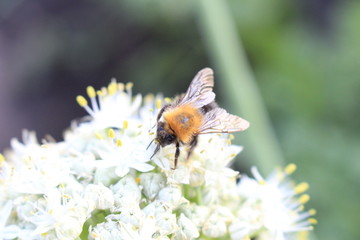 bee on flower