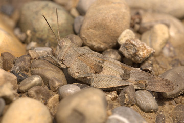 Blauflüglige Ödlandschrecke im wunderschönen Bayern