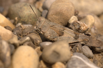 Blauflüglige Ödlandschrecke im wunderschönen Bayern