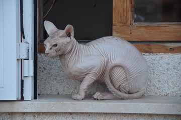 chat sans poil