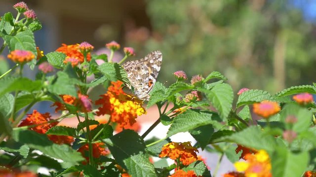 Professional video of butterfly on the flower in 4K slow motion 60fps