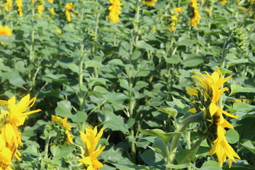 Fototapeta premium A large field of flowers of sunflowers in the summer in Russia.