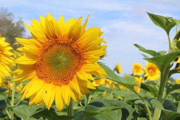 Цветок подсолнечника в солнечный летний день, крупный план.