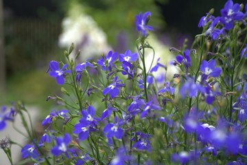Petite fleur de jardin bleue © Frdric
