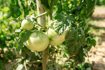 Organic tomato farming