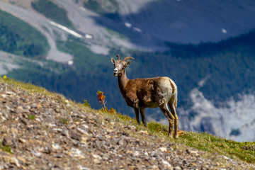Mountain Goat Grazing on Parker Ridge in Canadian Rockies