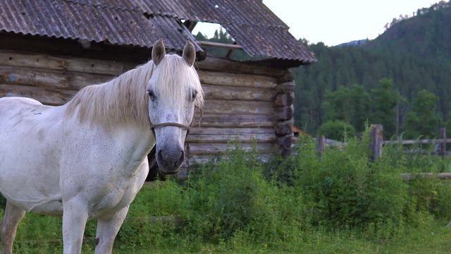 A white horse grazes in the countryside in the evening.