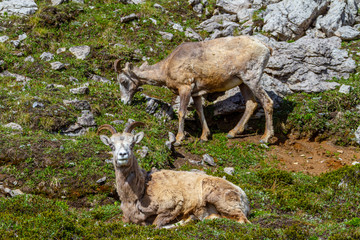 Naklejka na ściany i meble Mountain Goats Grazing on Parker Ridge in Canadian Rockies