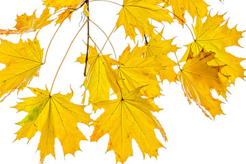 Yellow maple leaves on a branch on a white background