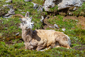 Obraz premium Mountain Goat on Parker Ridge in Canadian Rockies