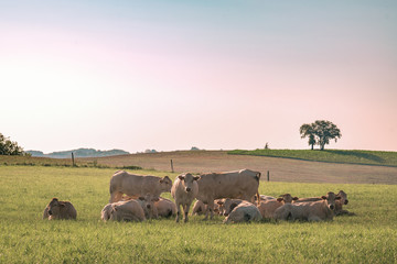 Troupeau de vache au lever du jour