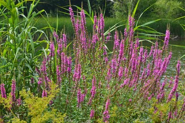Rosa Wildblumen blühen im Sommer am Teich