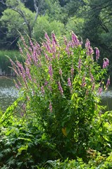 Rosa Wildblumen bl&uuml;hen im Sommer am Teich