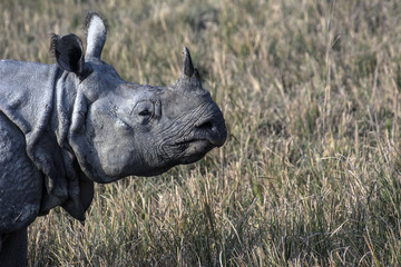 Indian Rhino Close Up