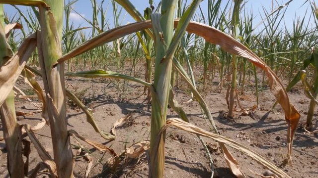 Panning shot of dry corn plants, drought