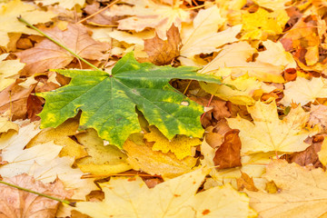 Green maple leaf on fallen autumn foliage