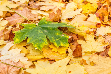 Naklejka na ściany i meble Green maple leaf on fallen autumn foliage