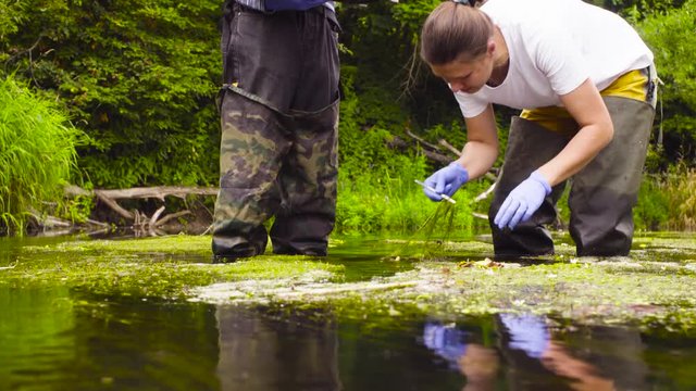 Man and woman scientist environmentalist standing in a river. Woman taking sample of water plant and putting it in a toolbox. Man holding toolbox