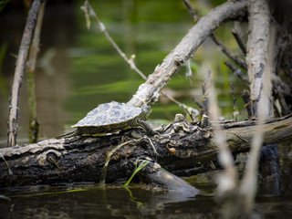 Northern map turtle on wood