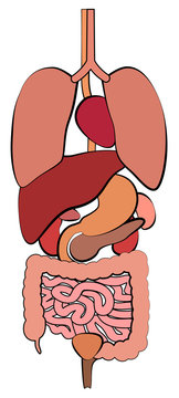 Digestive system, gastrointestinal tract with internal organs. Schematic human anatomy illustration - isolated vector on white background.