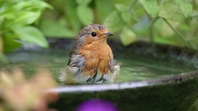 Robin splashing in a garden bird bath on one of the U.K's hottest days in July 2018.