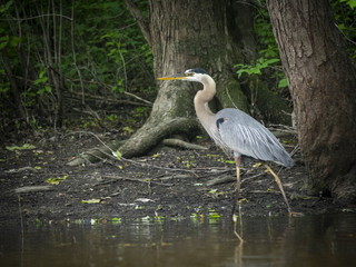 Great Blue Heron 