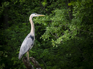 Fototapeta premium Great Blue Heron 