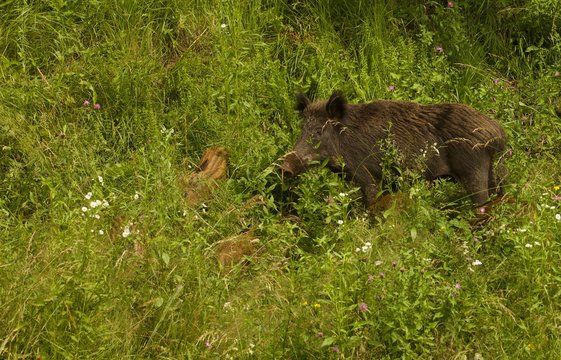Scrofa con alcuni piccoli nascosti tra l'erba