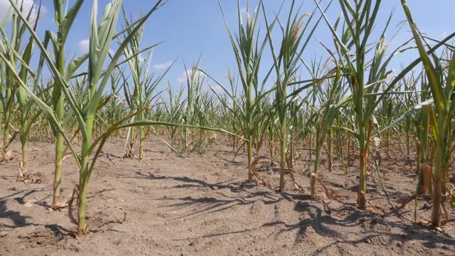 Drought, field of dry corn plants 