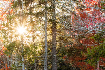 Autumn Foliage in a Forest on a Sunny Day