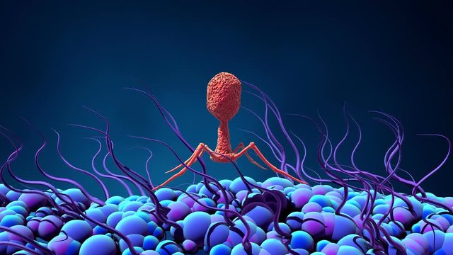 Bacteriophage infecting bacterium in motion