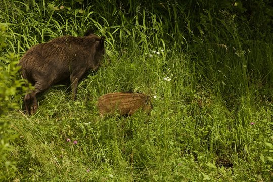 Scrofa con piccolo di poche settimane