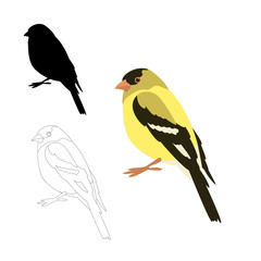 gold finch bird vector illustration flat style 