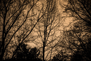 Obraz premium Trees on a foggy night