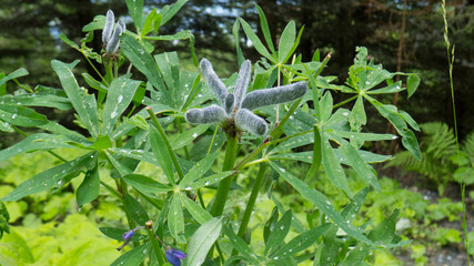 unidentified flower in austrian alps blossoming