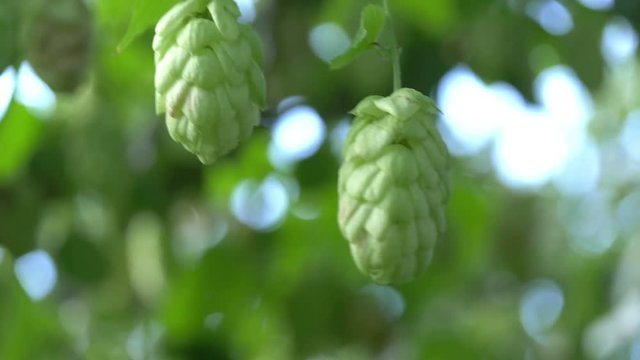  Professional video of twig of hops on the plantation in 4K slow motion 60fps