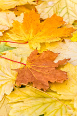 Naklejka na ściany i meble Autumn background of brown and yellow maple leaves, close-up
