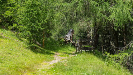 hiking path all covered with green grass