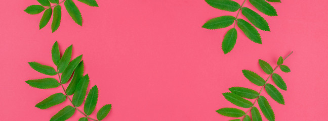 Green rowan tree leaves on bright pink background
