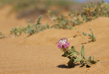 Parque Regional de Calblanque, Cartagena, Murcia