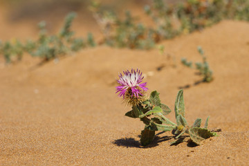 Parque Regional de Calblanque, Cartagena, Murcia