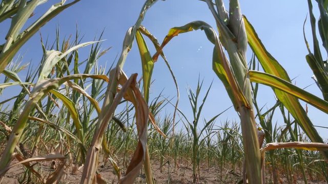 Drought, panning shot of dry corn plants