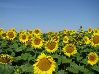 Obraz premium Field of blooming sunflowers