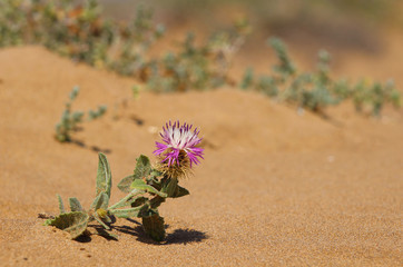 Parque Regional de Calblanque, Cartagena, Murcia