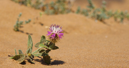 Parque Regional de Calblanque, Cartagena, Murcia