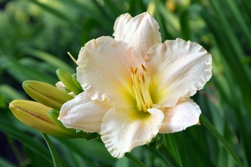 Naklejka na ściany i meble Bright colorful white with yellow flower hemerocallis shines in the sun in the garden.