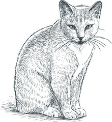 Sketch of a gray domestic cat